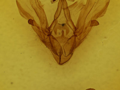 genitalia view of adult Hemicephalis krugii