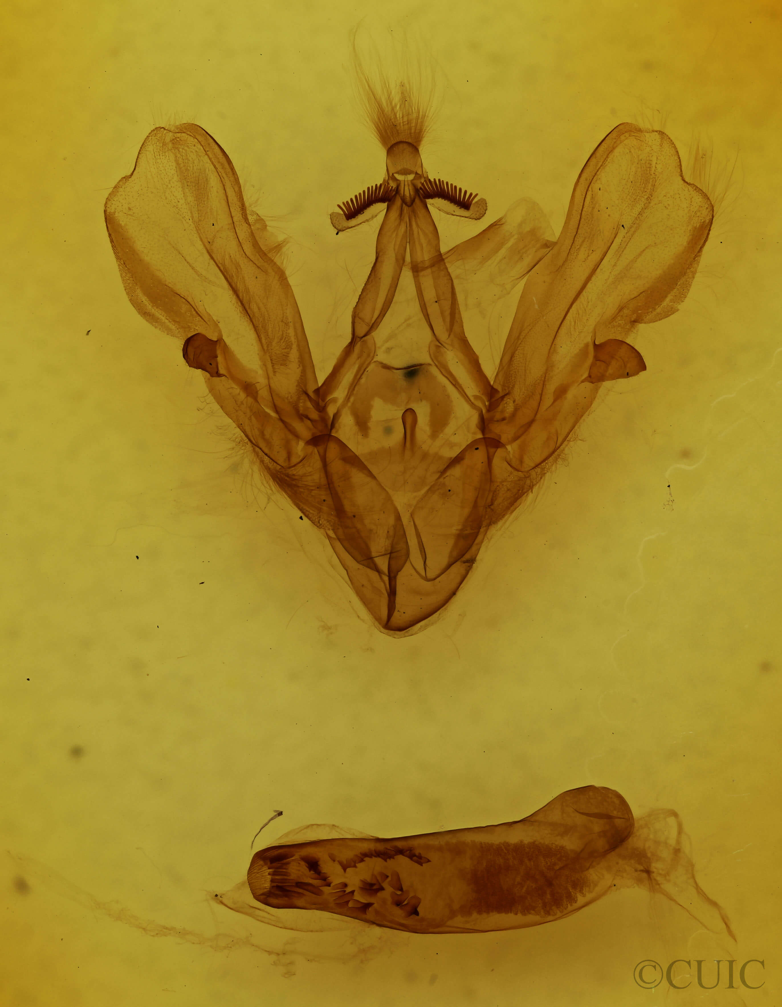 genitalia view of adult Hemicephalis krugii