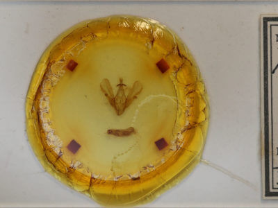 slide view of adult Hemicephalis krugii