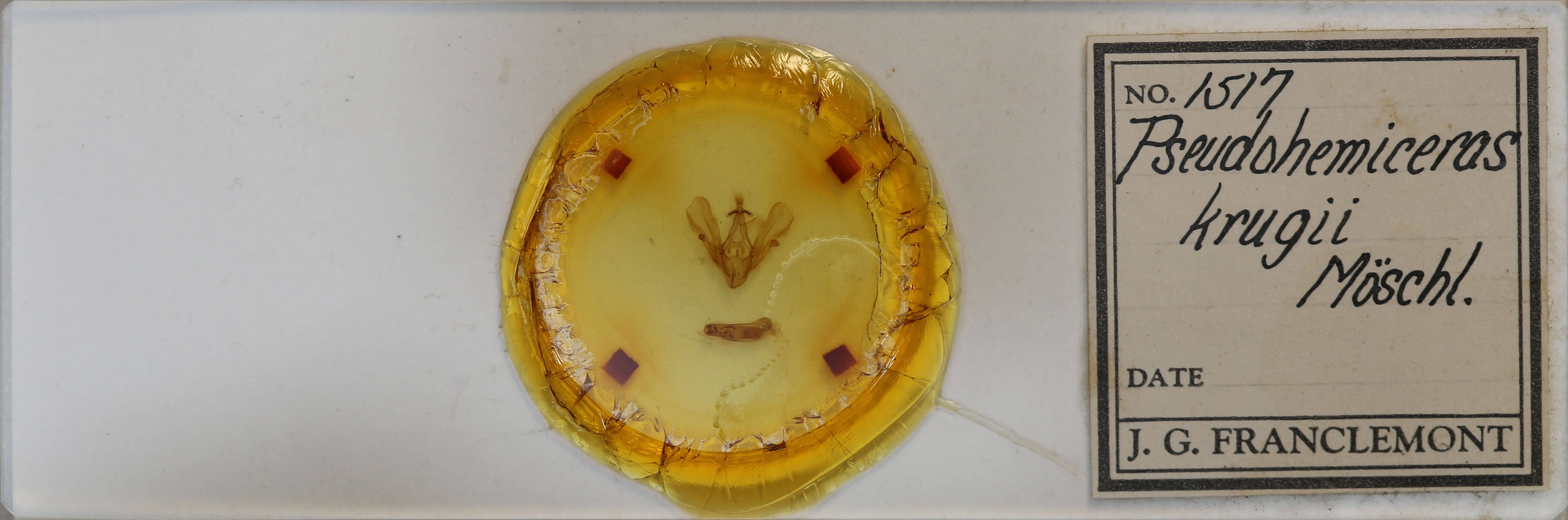 slide view of adult Hemicephalis krugii