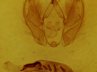 genitalia view of adult Arbostola viridis