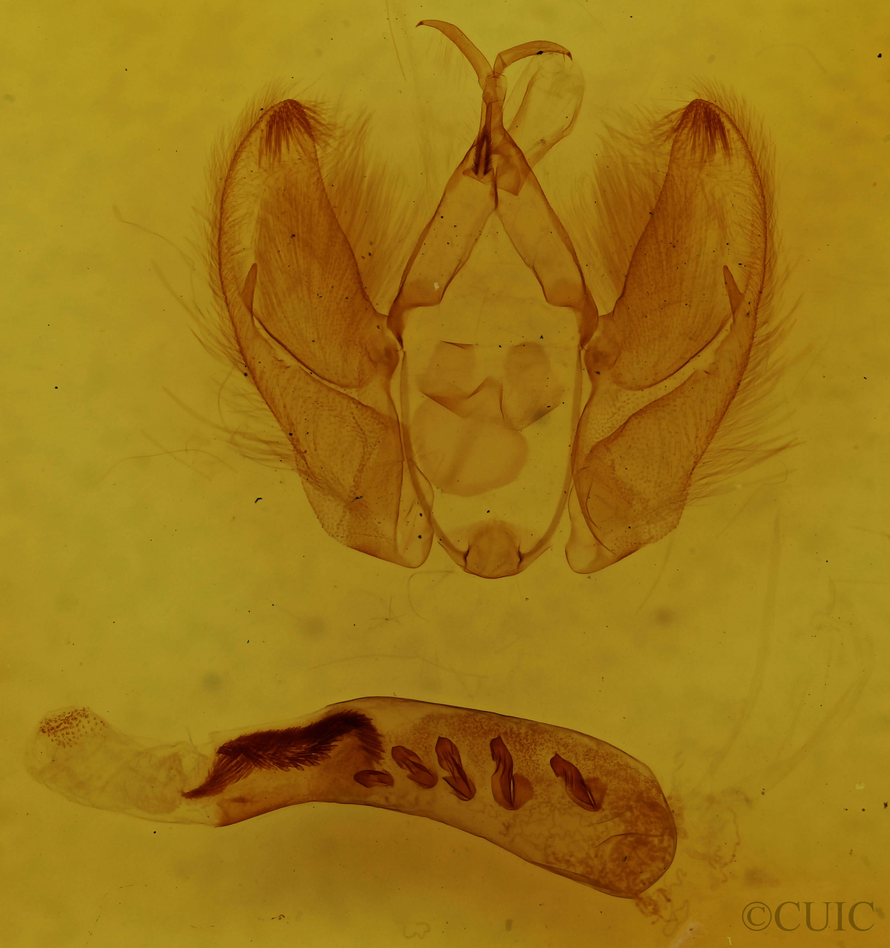 genitalia view of adult Arbostola viridis