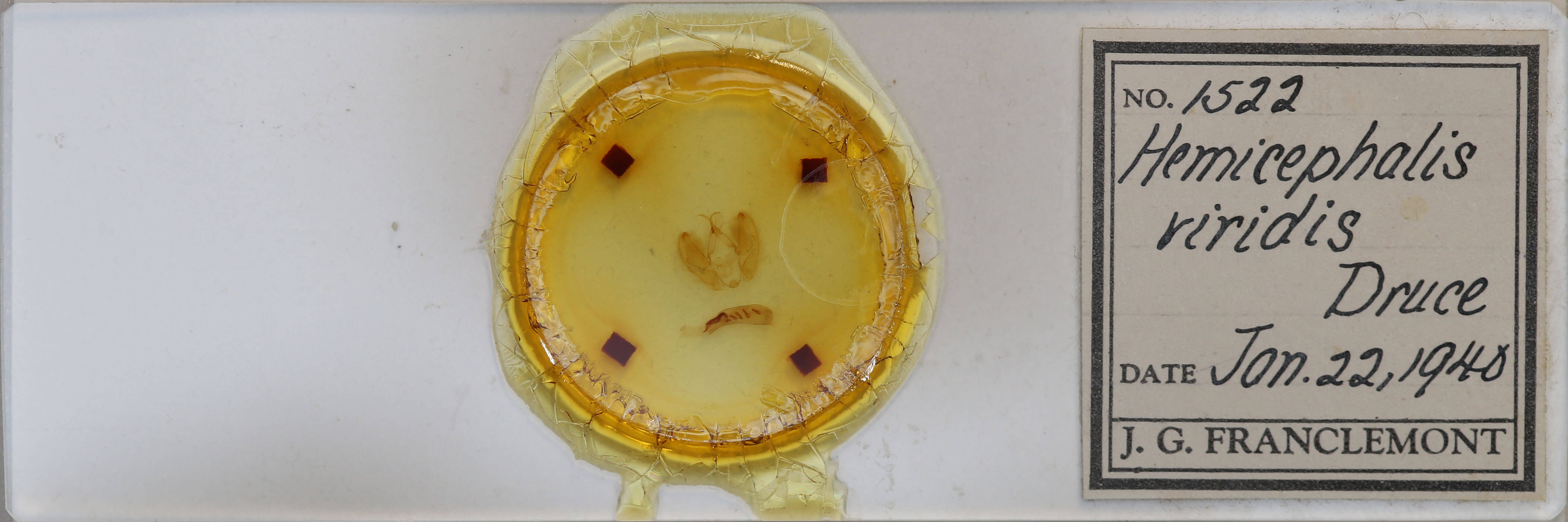 slide view of adult Arbostola viridis