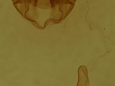 genitalia view of adult Virbia opella