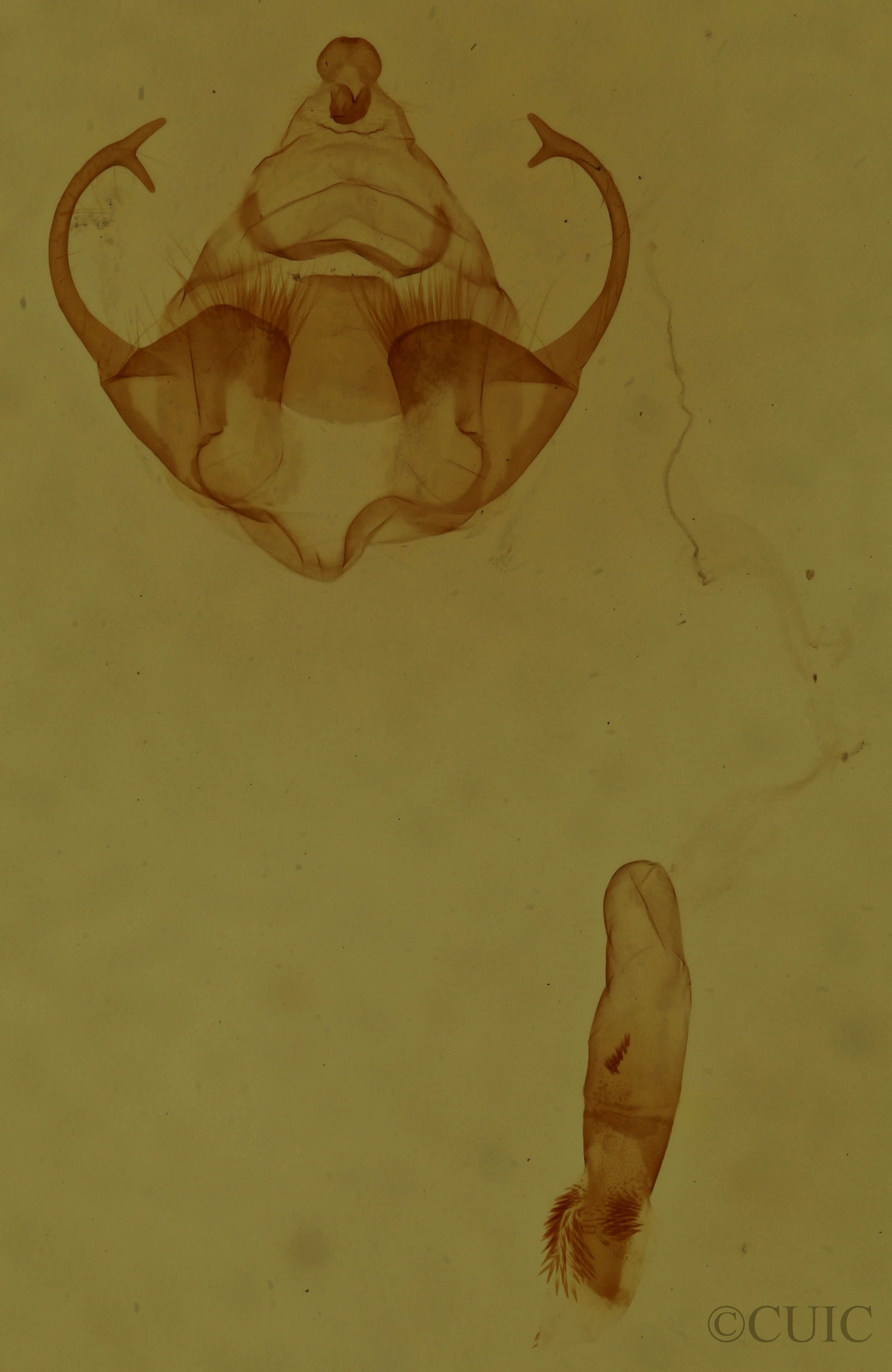 genitalia view of adult Virbia opella