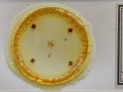 slide view of adult Virbia opella