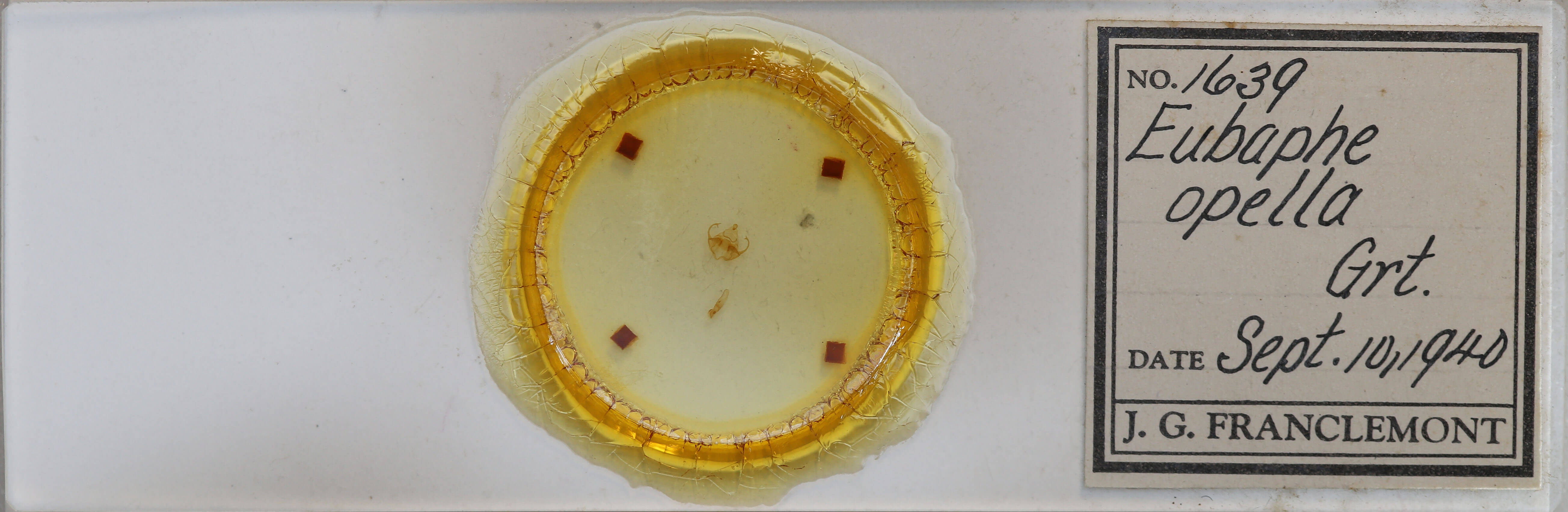 slide view of adult Virbia opella