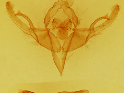 genitalia view of adult Hypnotype placens