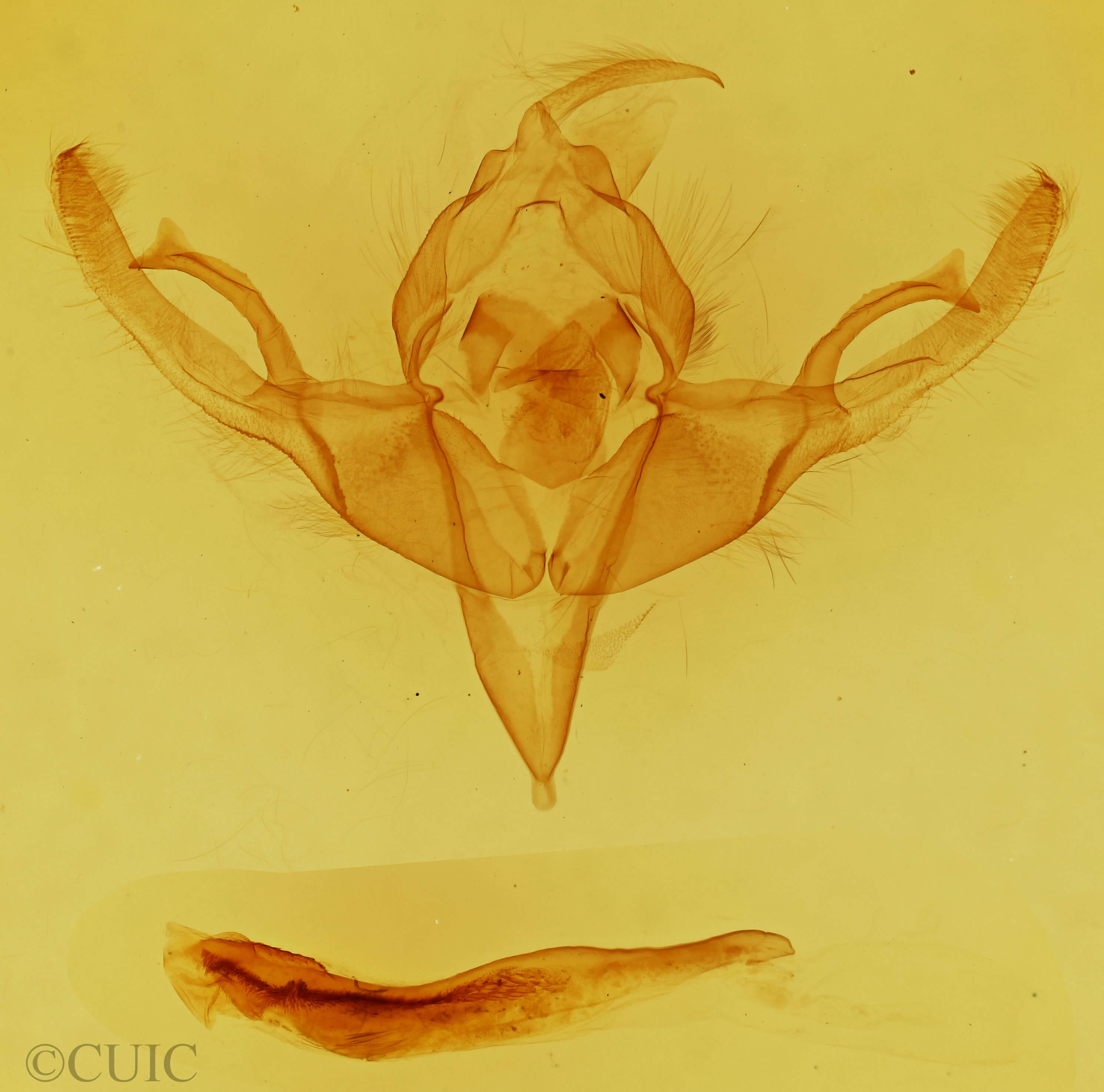 genitalia view of adult Hypnotype placens