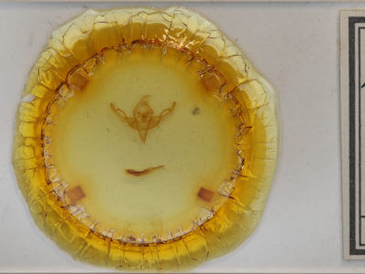 slide view of adult Hypnotype placens