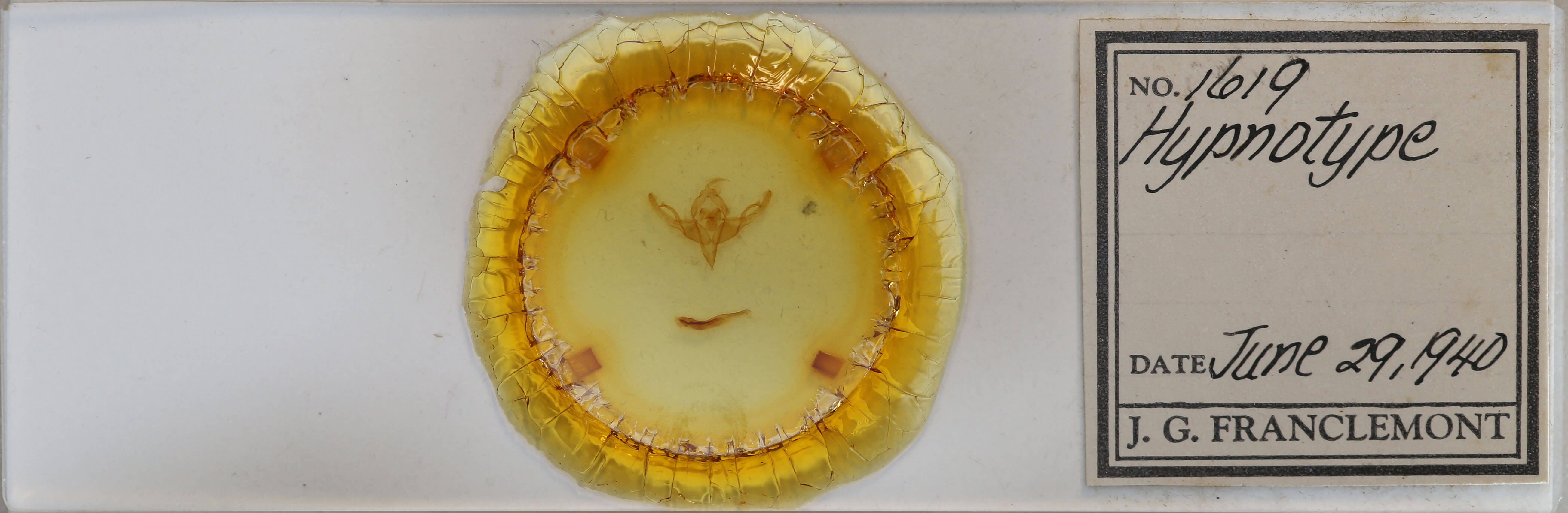 slide view of adult Hypnotype placens