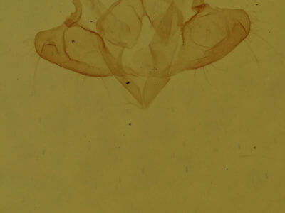genitalia view of adult Macaria inextricata