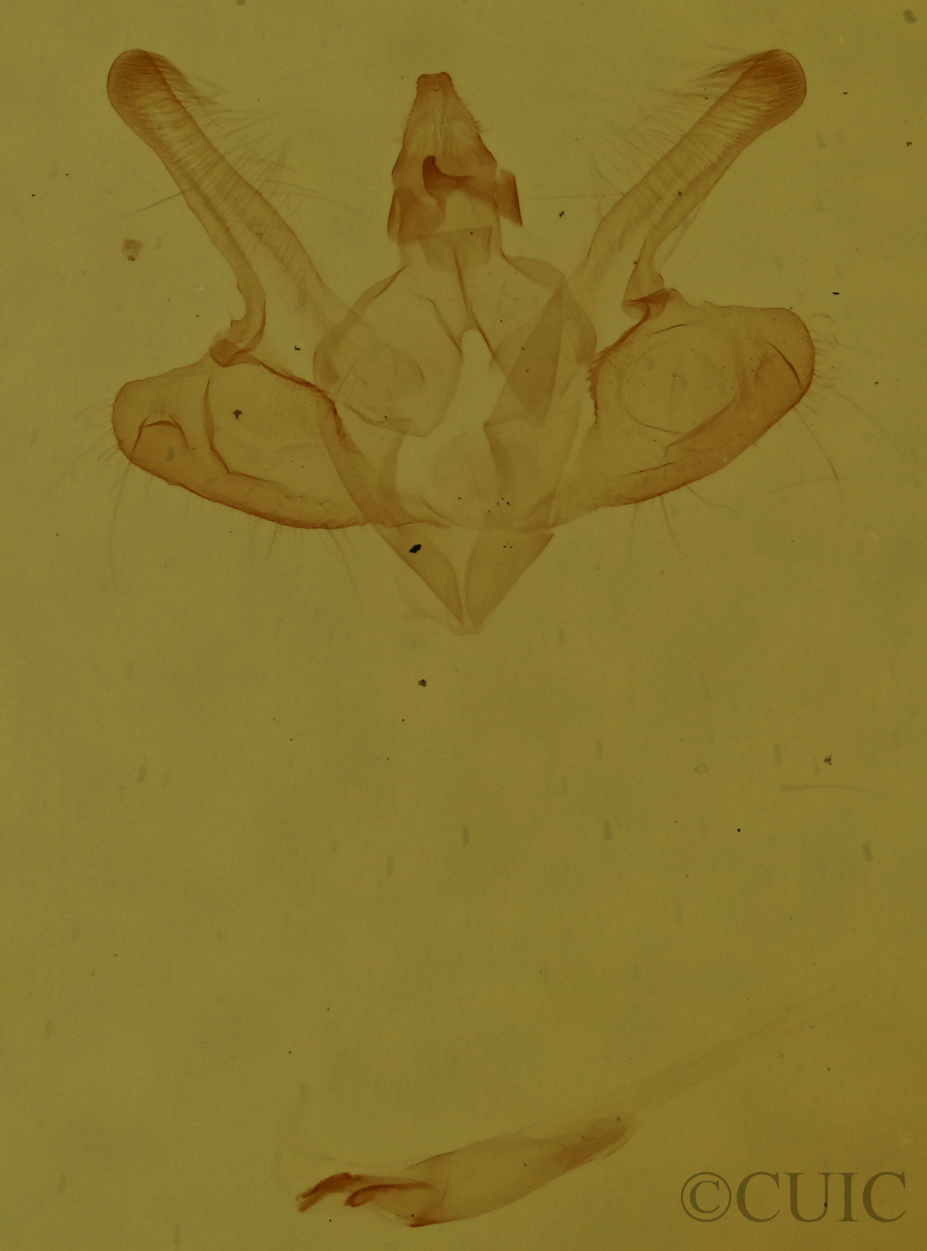 genitalia view of adult Macaria inextricata