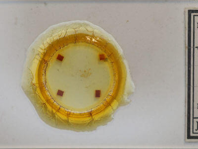 slide view of adult Macaria inextricata