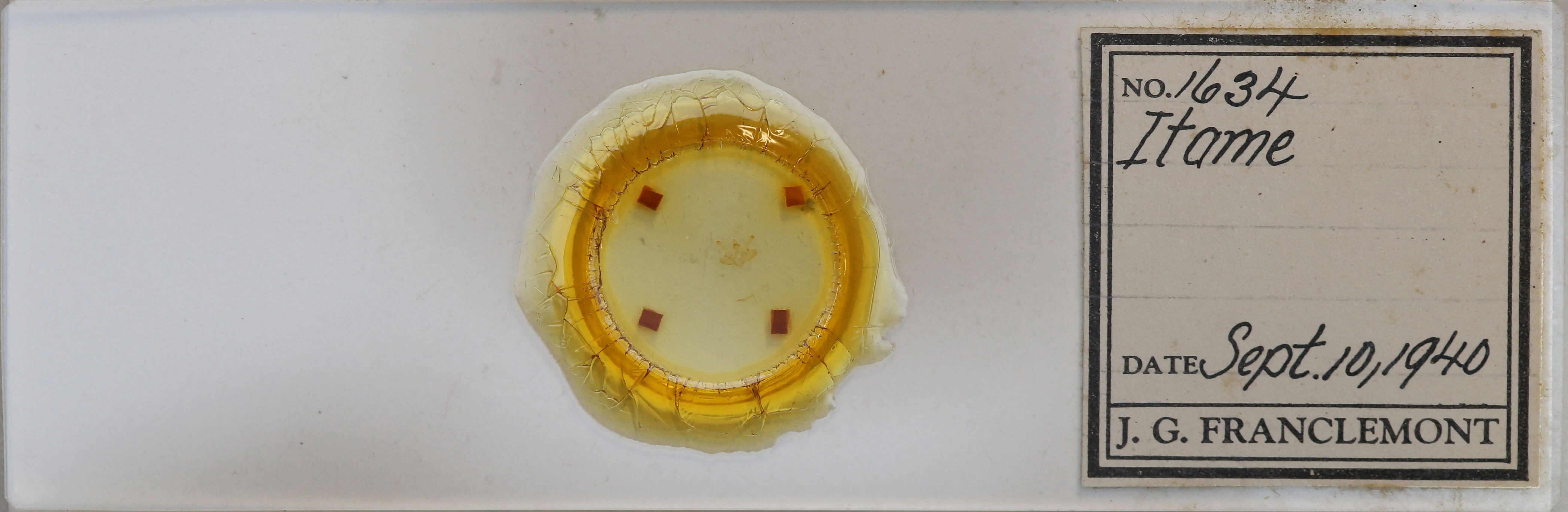 slide view of adult Macaria inextricata