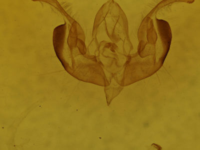 genitalia view of adult Lacinipolia strigicollis