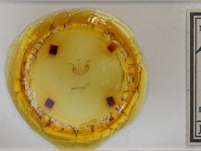 slide view of adult Lacinipolia strigicollis