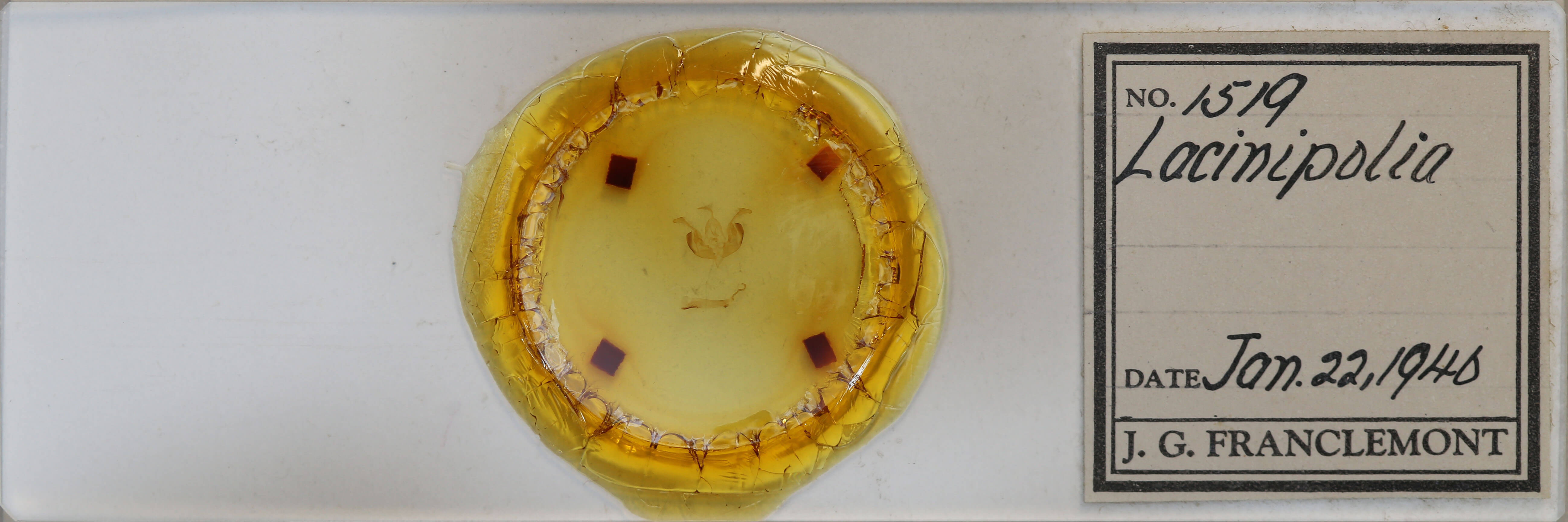 slide view of adult Lacinipolia strigicollis