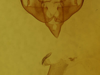 genitalia view of adult Lacinipolia strigicollis