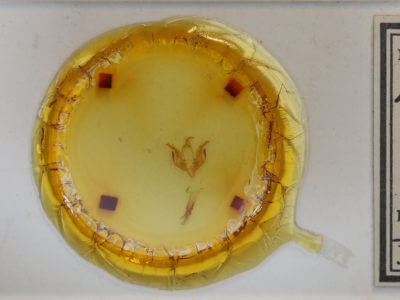 slide view of adult Lacinipolia strigicollis