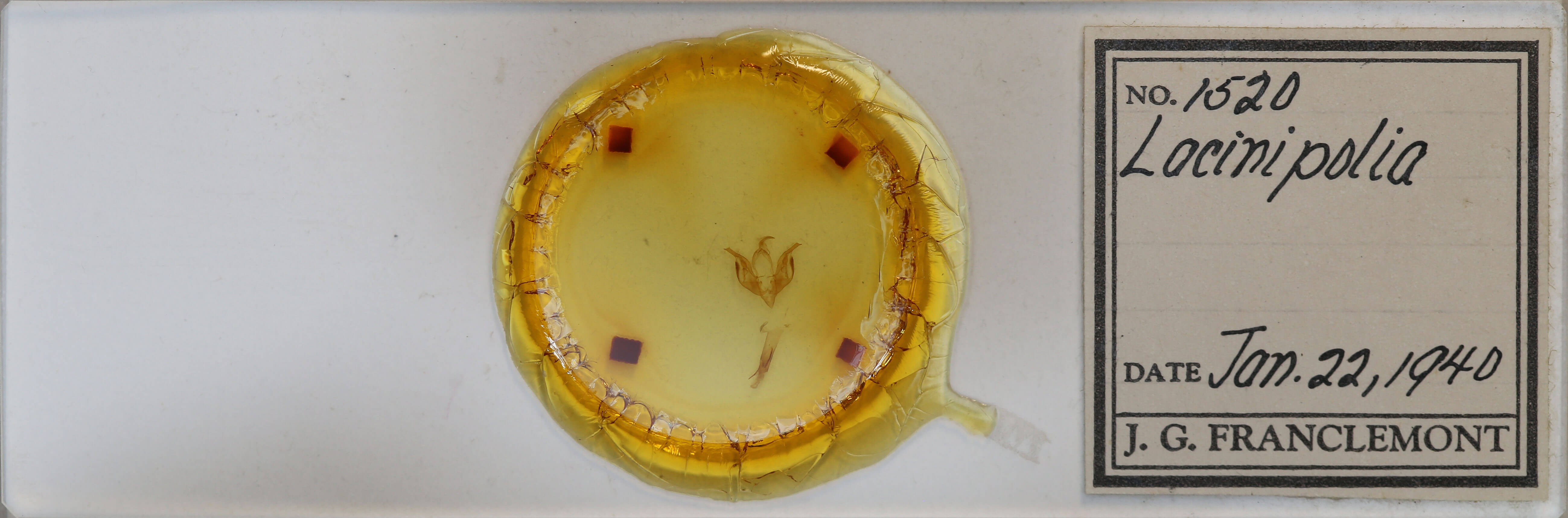 slide view of adult Lacinipolia strigicollis