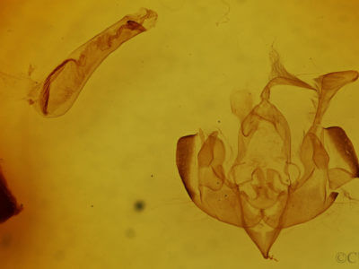 genitalia view of adult Lacinipolia quadrilineata