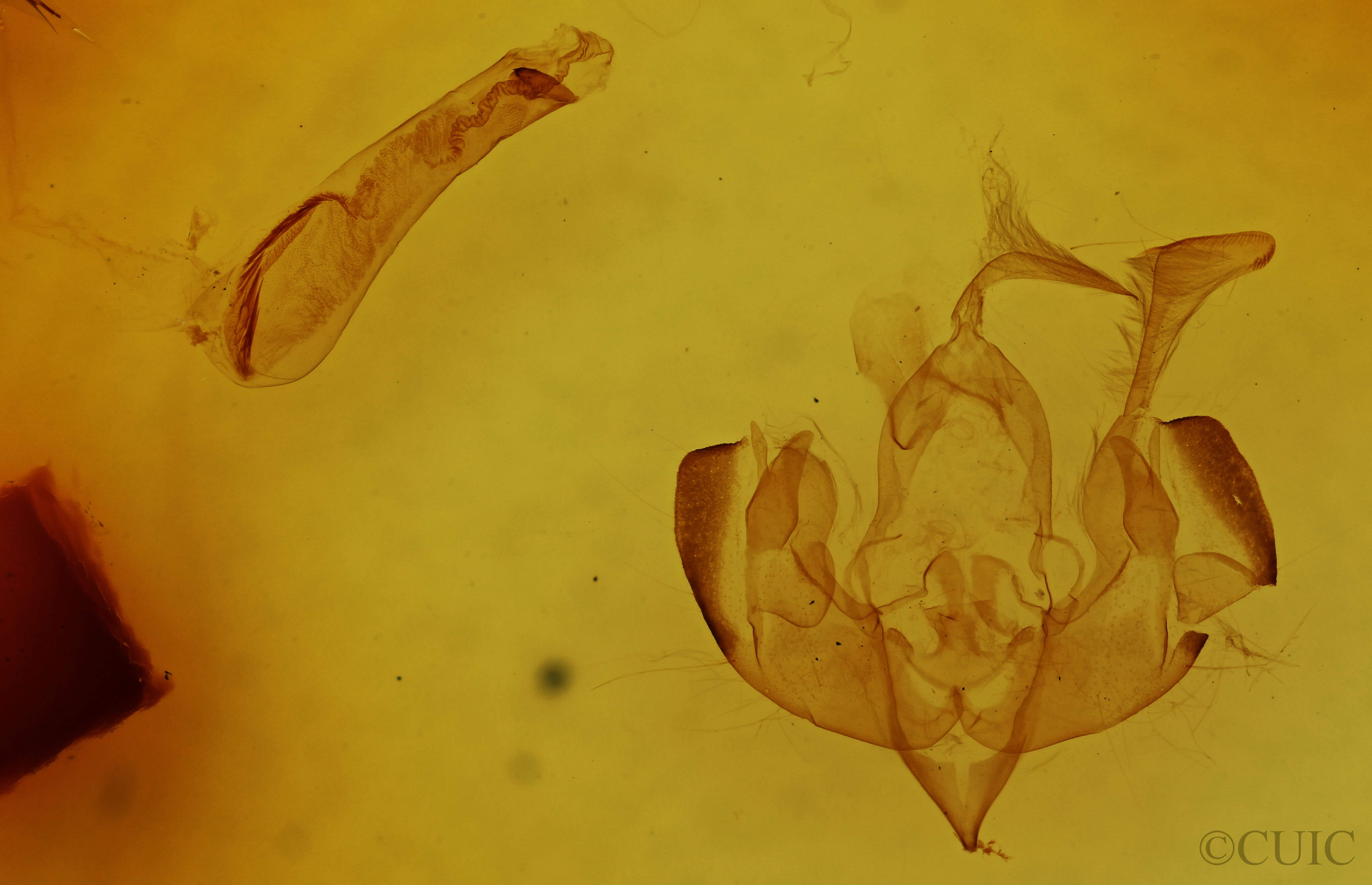 genitalia view of adult Lacinipolia quadrilineata