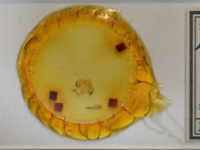 slide view of adult Lacinipolia quadrilineata