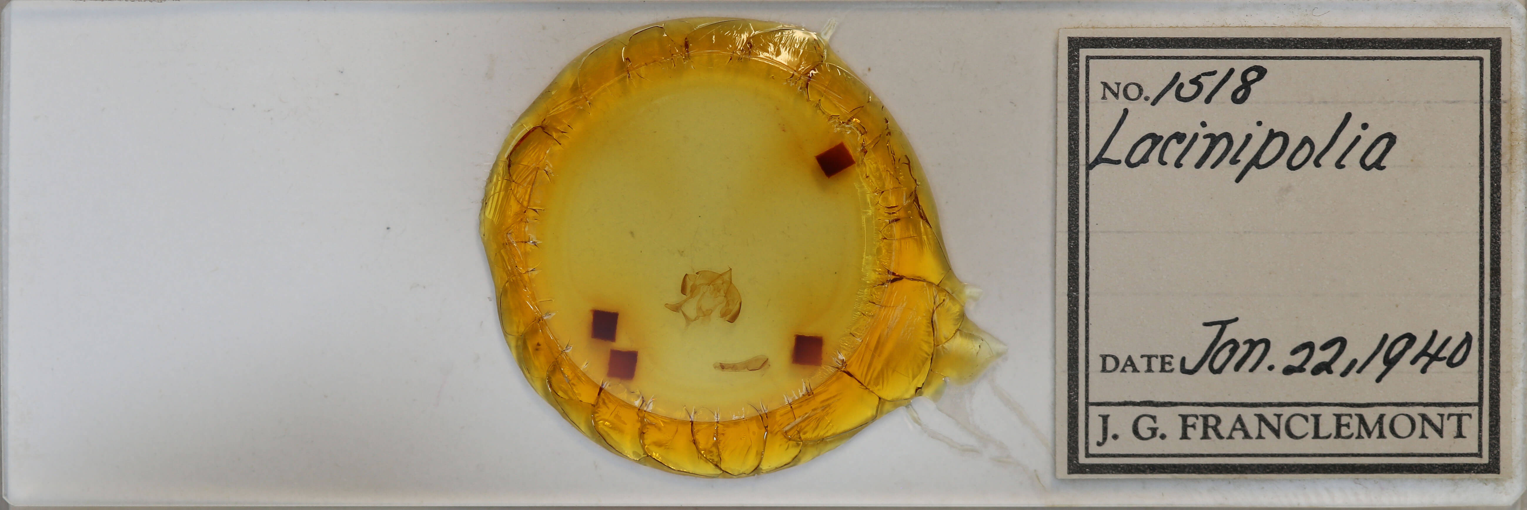 slide view of adult Lacinipolia quadrilineata