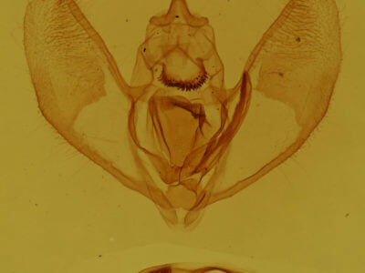 genitalia view of adult Lambdina fervidaria athasaria
