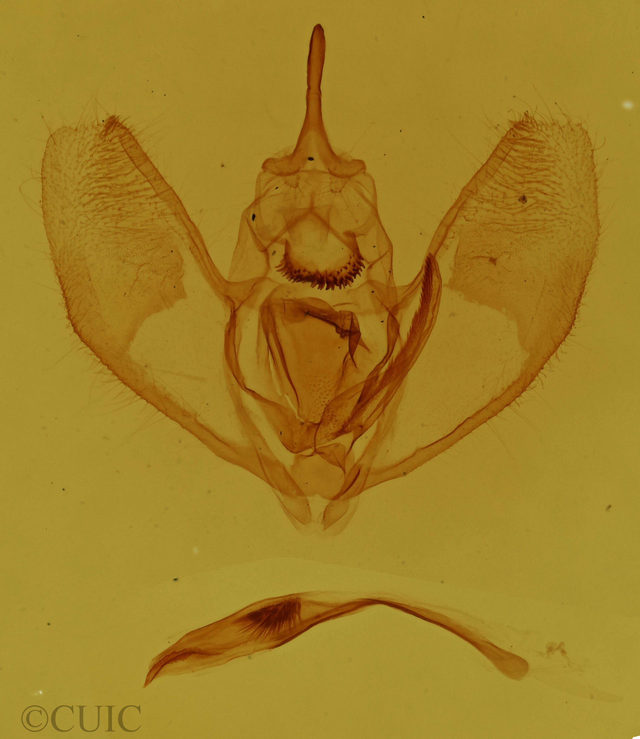 genitalia view of adult Lambdina fervidaria athasaria
