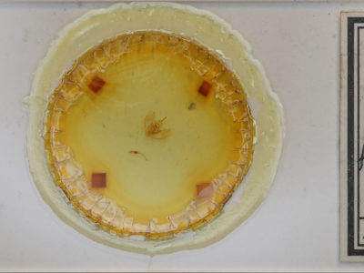 slide view of adult Lambdina fervidaria athasaria