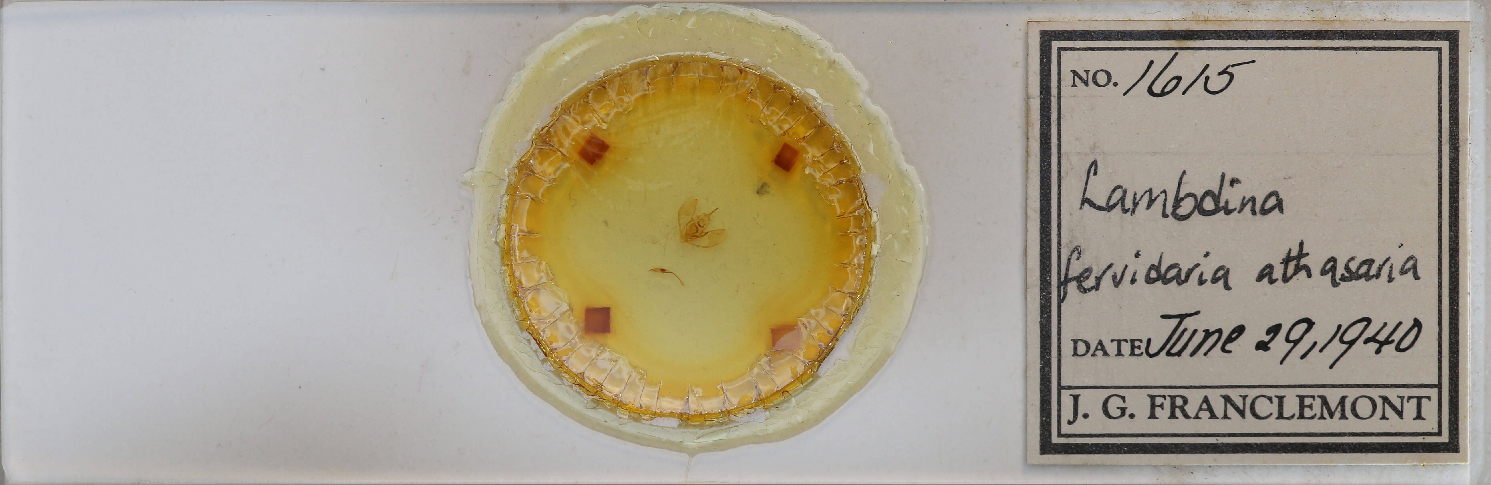 slide view of adult Lambdina fervidaria athasaria