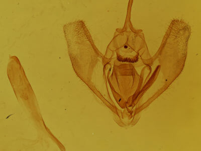 genitalia view of adult Lambdina fervidaria athasaria