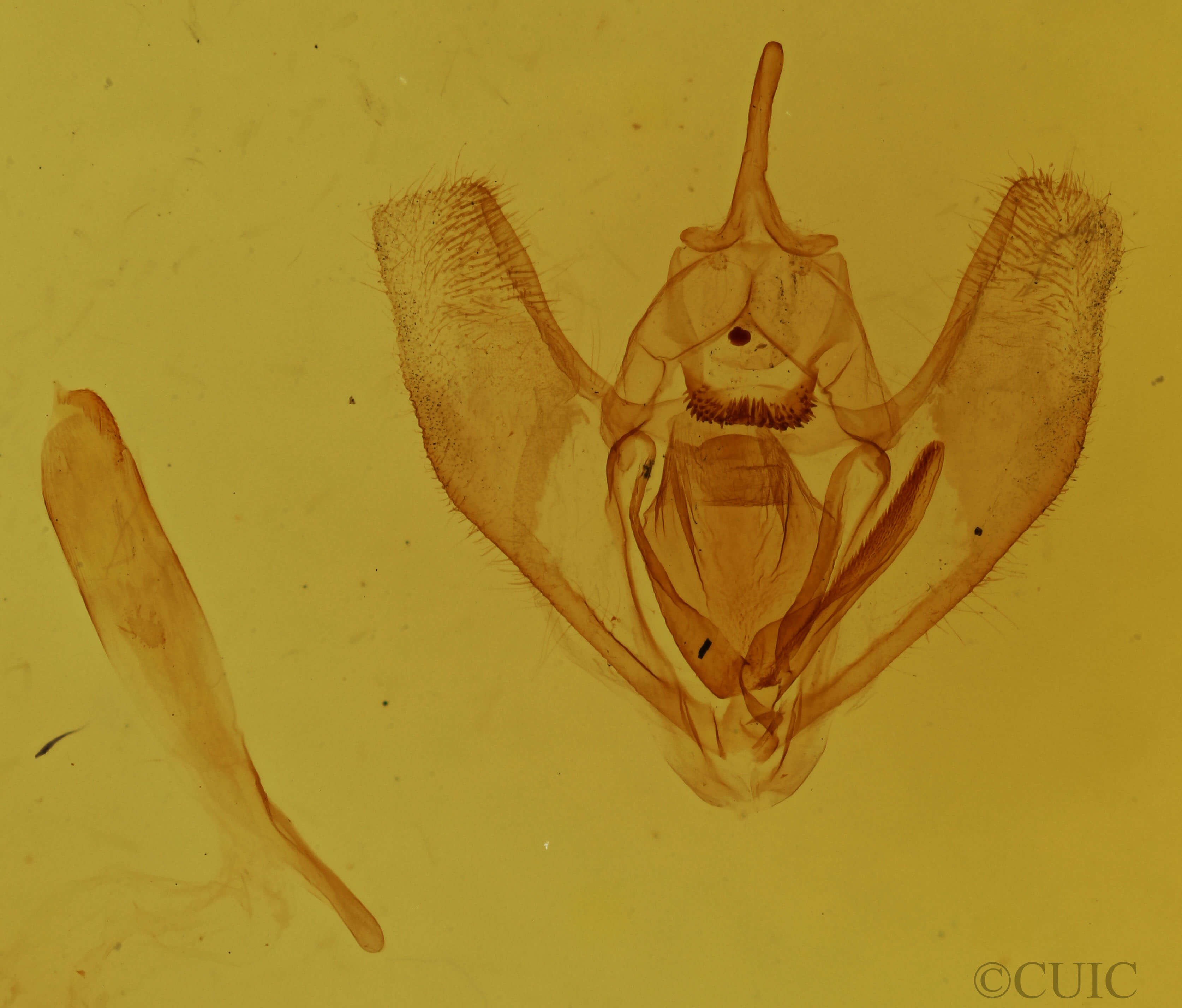genitalia view of adult Lambdina fervidaria athasaria