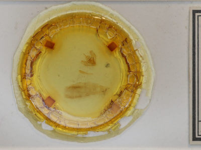 slide view of adult Lambdina fervidaria athasaria