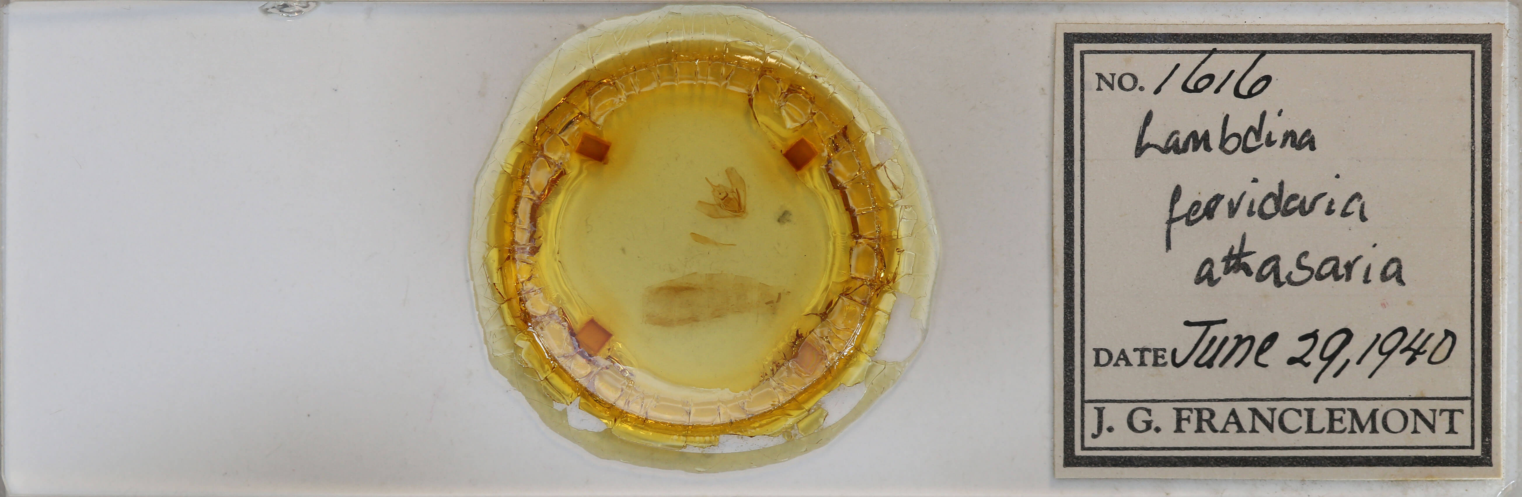 slide view of adult Lambdina fervidaria athasaria