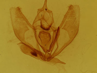 genitalia view of adult Lambdina pellucidaria