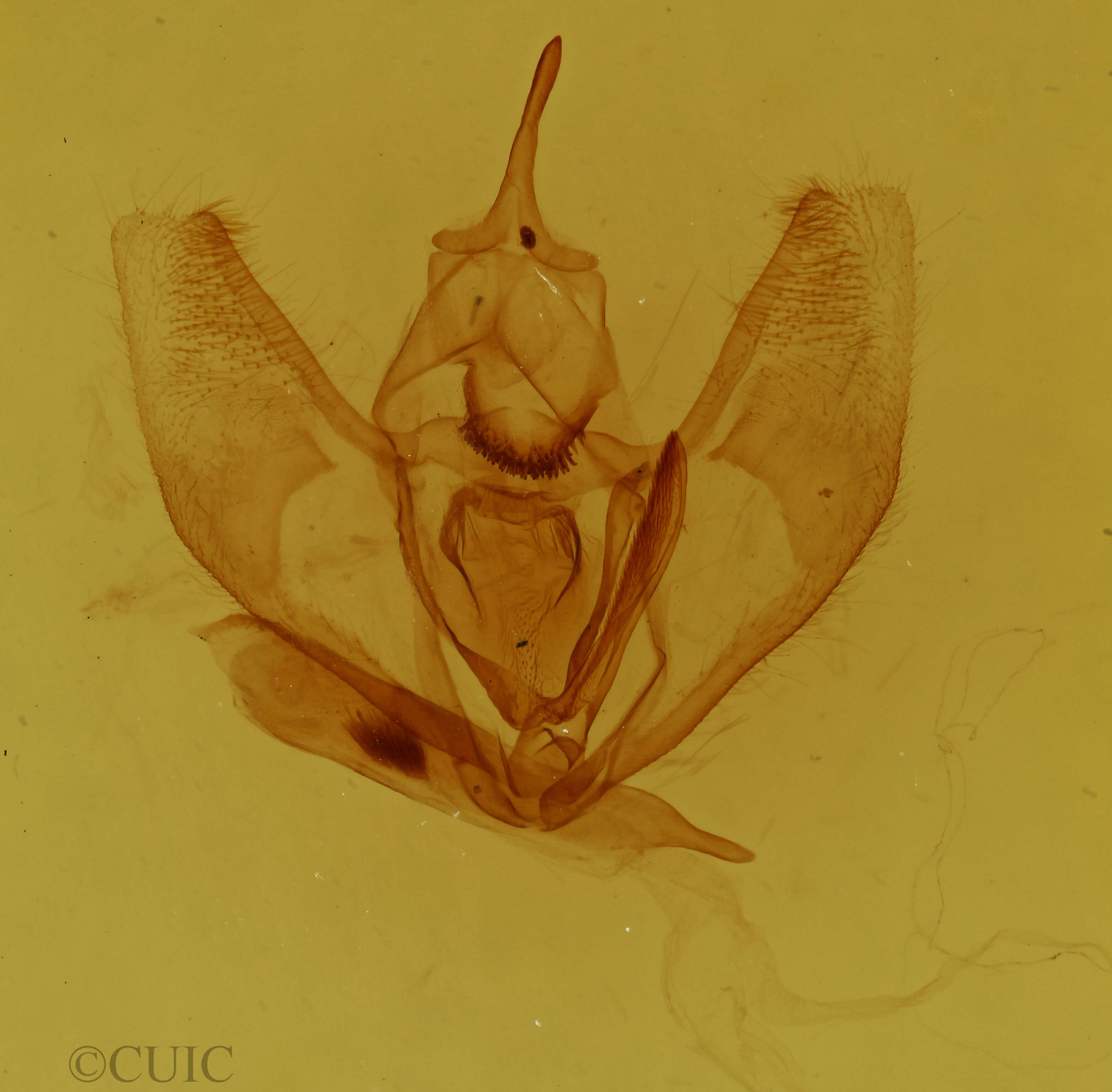genitalia view of adult Lambdina pellucidaria