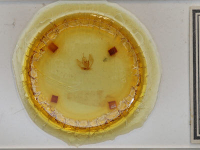 slide view of adult Lambdina pellucidaria