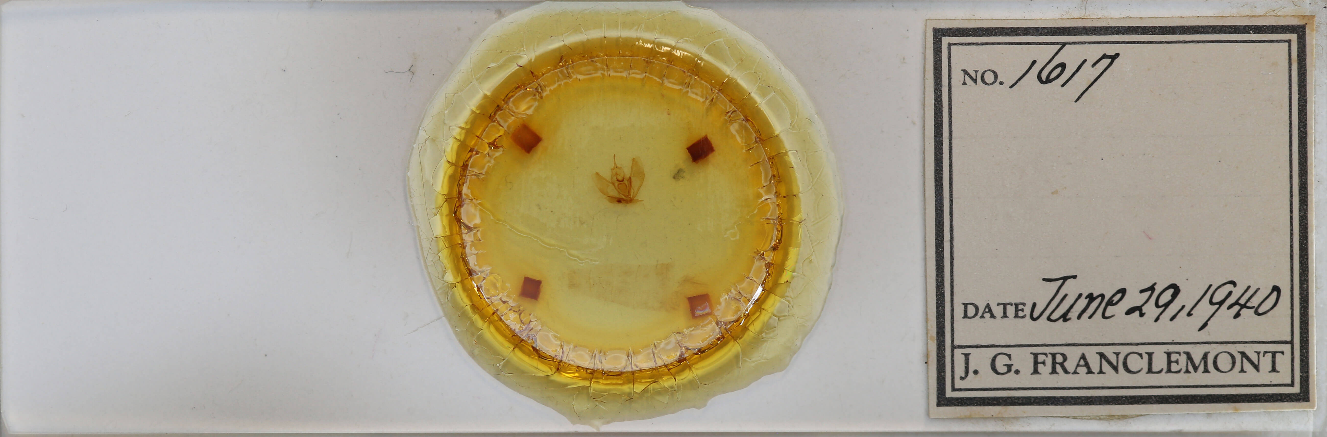 slide view of adult Lambdina pellucidaria