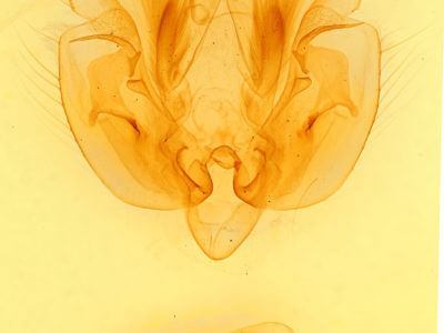 genitalia view of adult Leucania pilipalpis