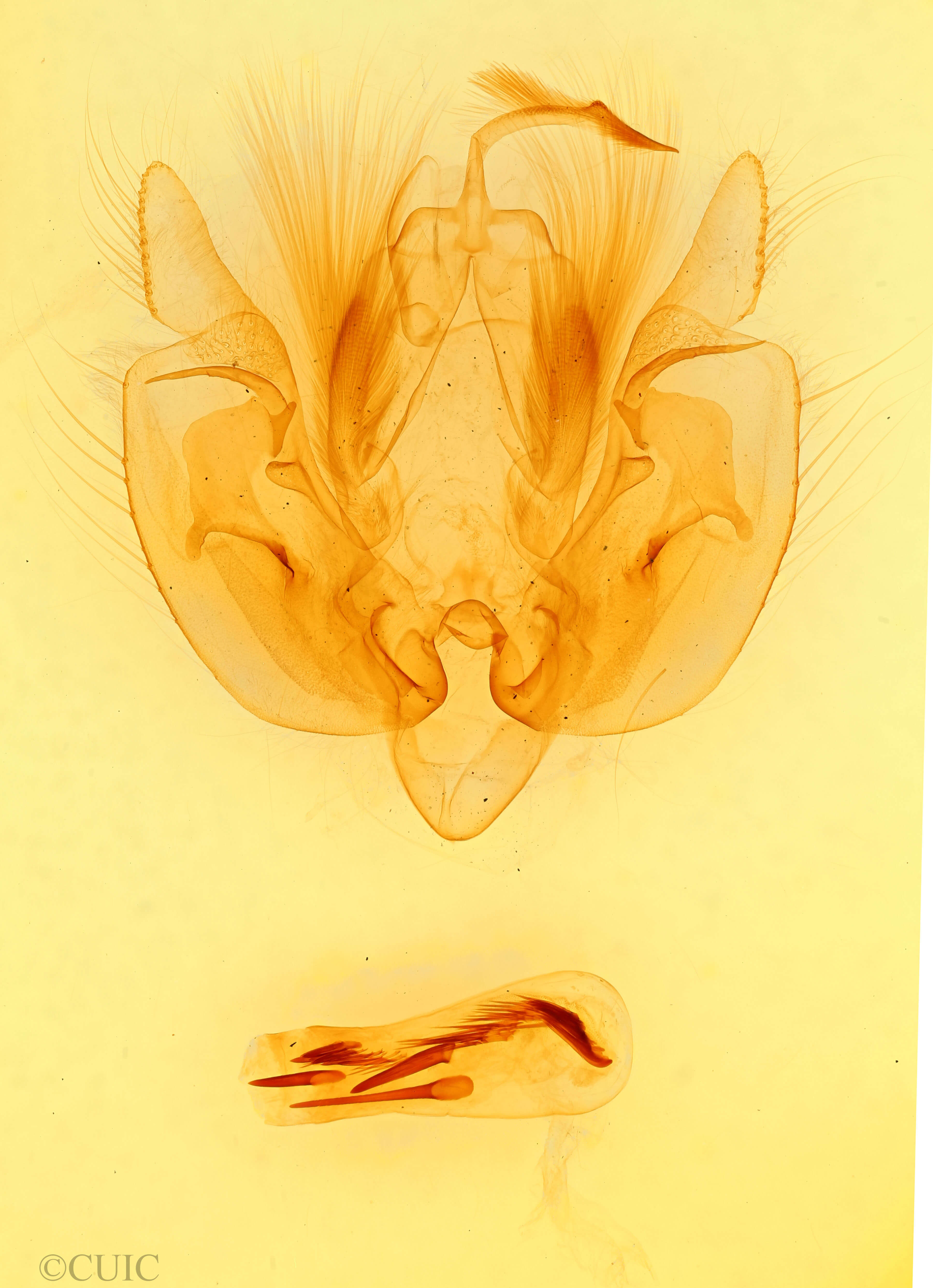 genitalia view of adult Leucania pilipalpis