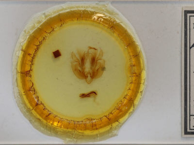 slide view of adult Leucania pilipalpis