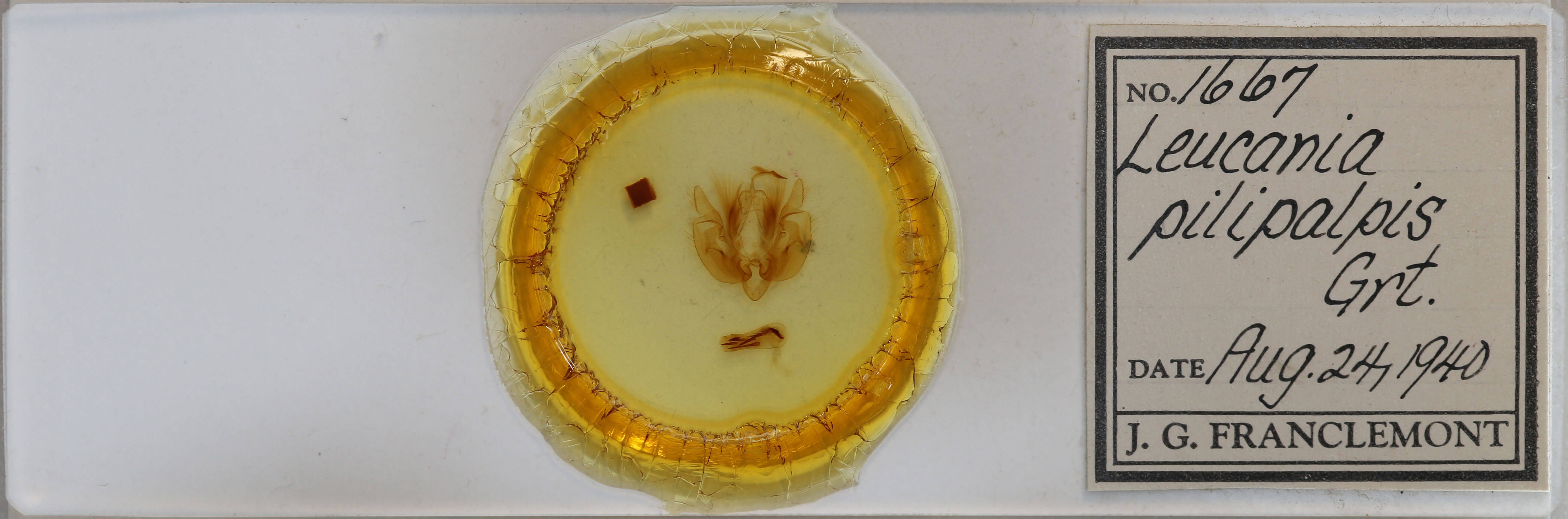 slide view of adult Leucania pilipalpis