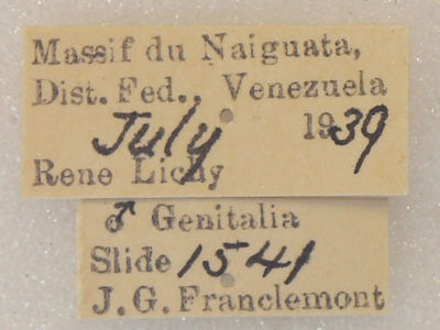 label view of adult Lirimiris meridionalis