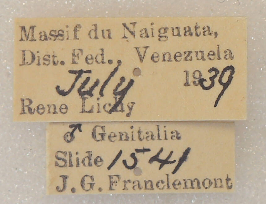 label view of adult Lirimiris meridionalis