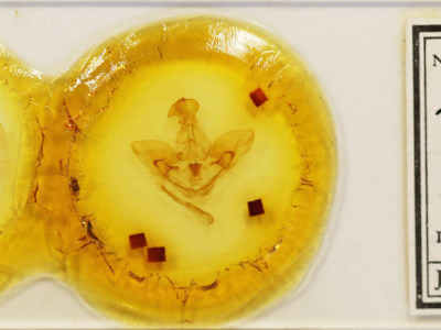 slide view of adult Lirimiris meridionalis