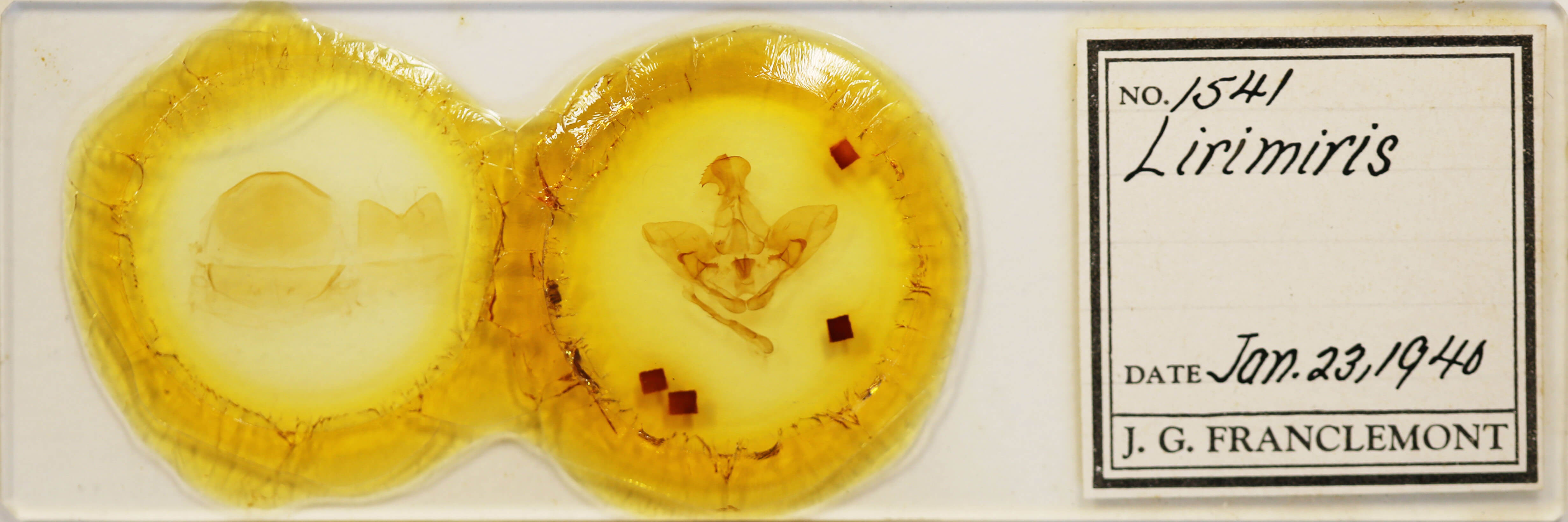 slide view of adult Lirimiris meridionalis