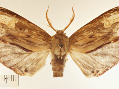 dorsal view of adult Lirimiris meridionalis